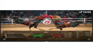 Kinh nghiệm soi cầu đá gà: Cách nhận biết gà mạnh Tik88